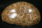 Polished Fossil Coral Head - Morocco #16385-1